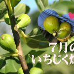 ７月のいちじく畑アイキャッチ